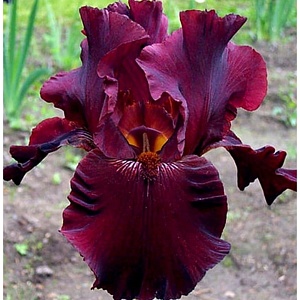 Ирис германский Альмаден 1шт (КолЛайн) 