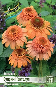 Эхинацея Суприм Канталуп 1шт (КолЛайн)