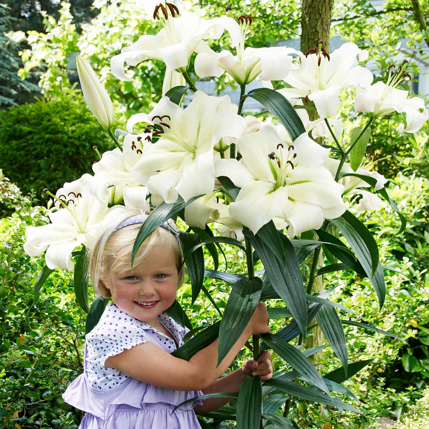 Лилия Притти Вумен 12/14 1шт (КолЛайн) 5шт/уп 