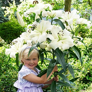 Лилия Притти Вумен 12/14 1шт (КолЛайн) 5шт/уп 