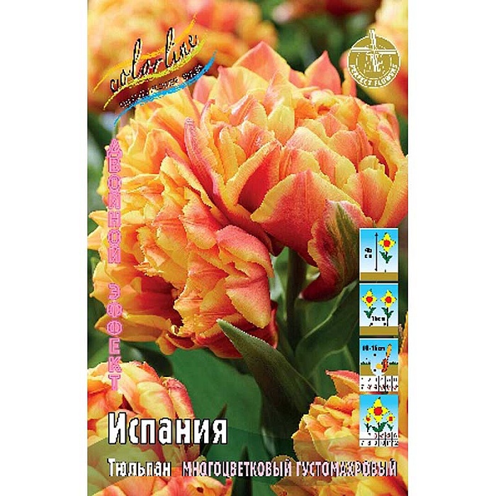 Тюльпан Испания 1шт (КолЛайн) 8шт/уп