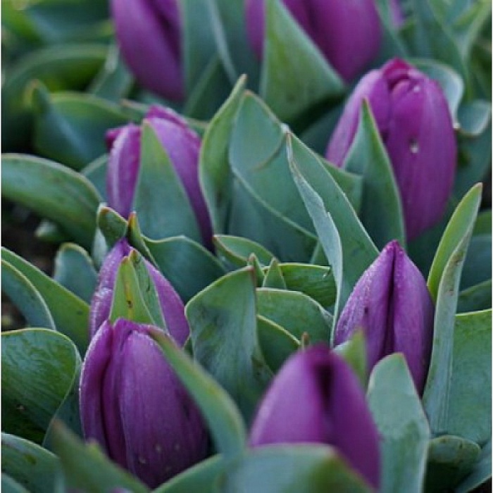 Тюльпан Бейби Блю 1шт (КолЛайн) 8шт/уп